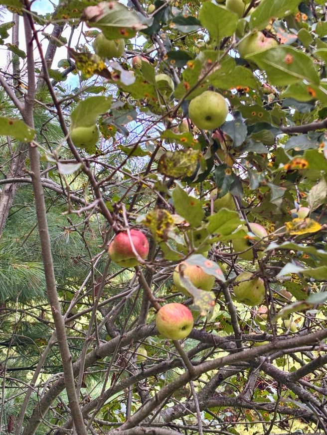 Fruit Trees 50 Happens fruit-trees-50-happens
