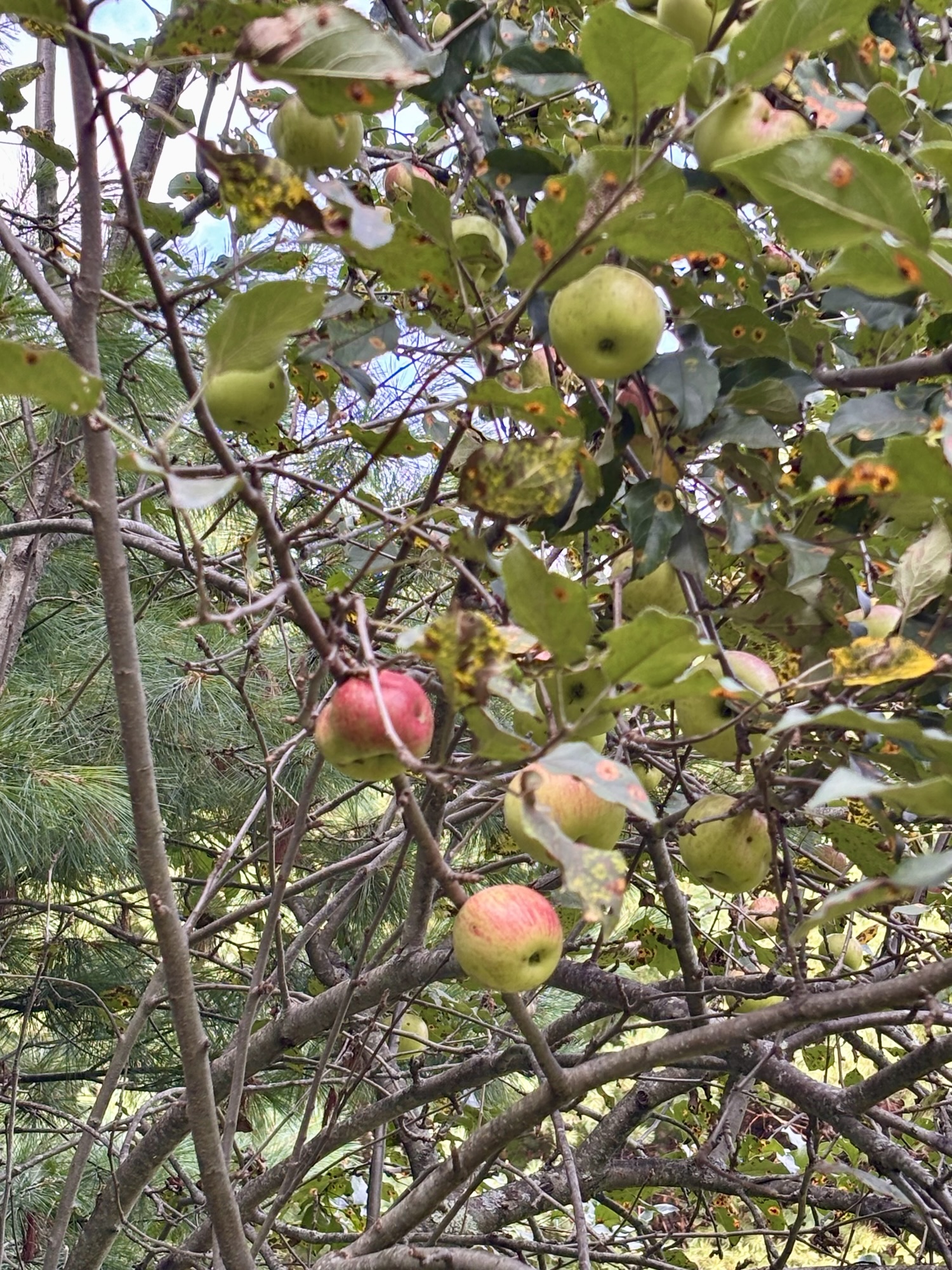 Fruit Trees 50 Happens Fruit Trees 50 Happens